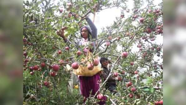 Apple growers in Himachal Pradesh face bleak future as traditional crop varieties fail to bear brunt of climate change