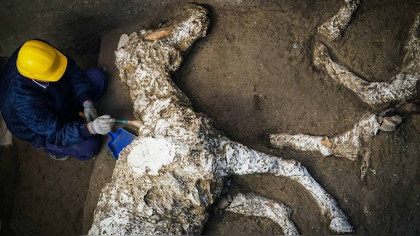 Petrified horse with saddle and harness unearthed intact in stable near Pompeii
