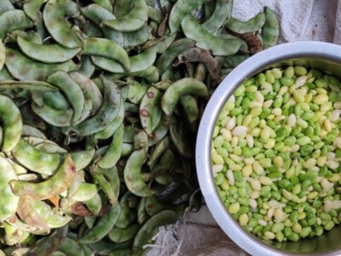 Avarekai tales: How a winter bean came to dominate Bengaluru's ...