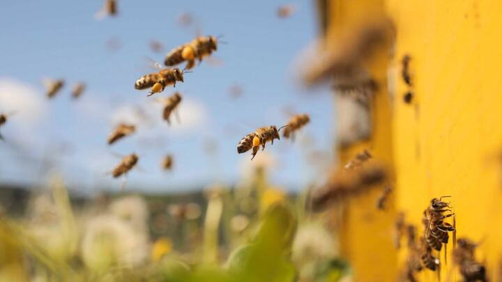 Scientists engineer bee vaccine to help the pollinator fight off 'insect apocalypse'