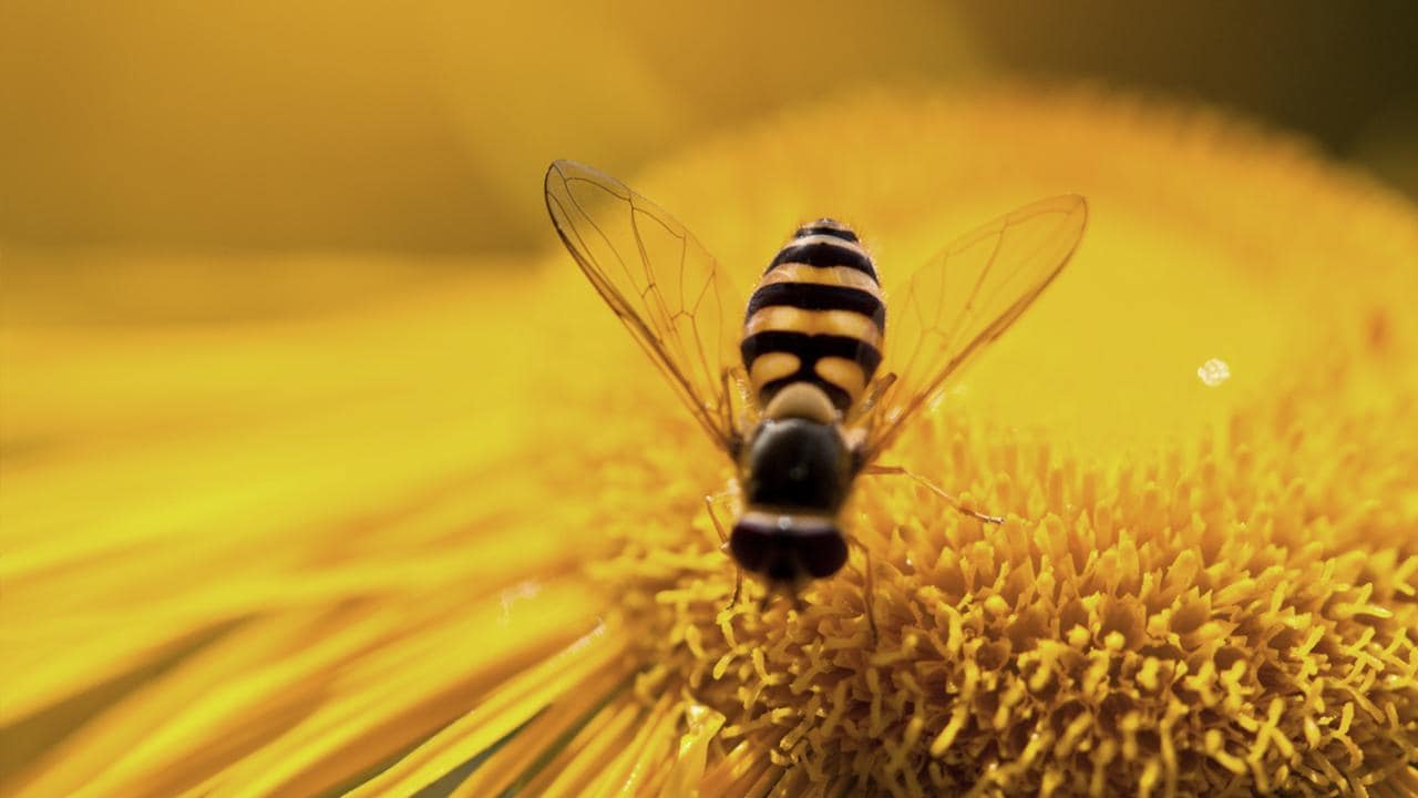 With concerns over the global drop in bee populations, farmers are trying out new new methods of pollinating their crops.