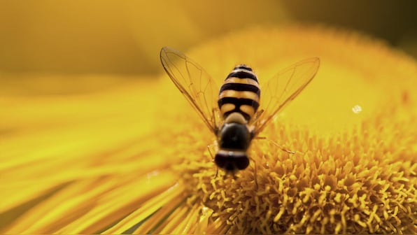 Explained: Why Australia has put its beehives into lockdown