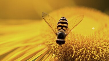 Explained: Why Australia has put its beehives into lockdown