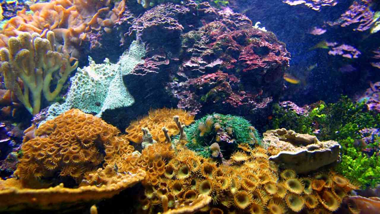Some kinds of corals have successfully adapted to warmer oceans.