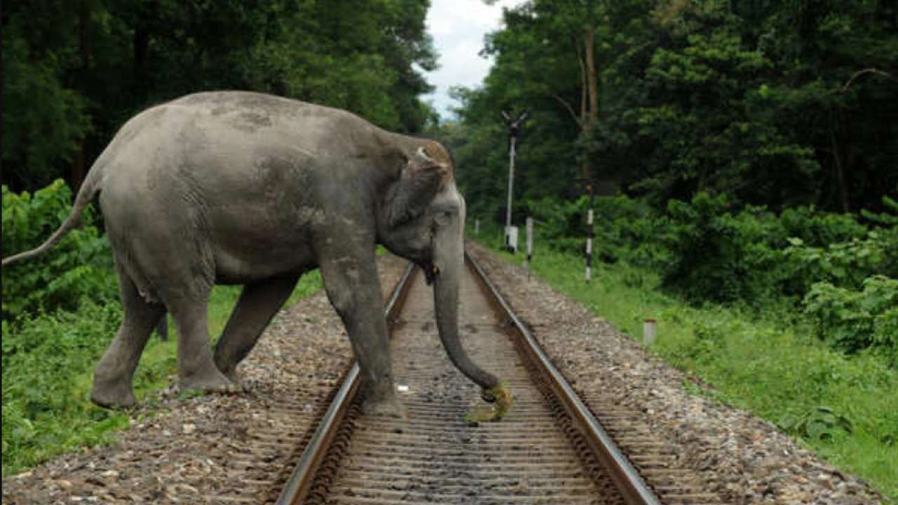 IIT-Delhi professor builds sensor to reduce elephant deaths on railway tracks IIT-Delhi professor builds sensor to reduce elephant deaths on railway tracks