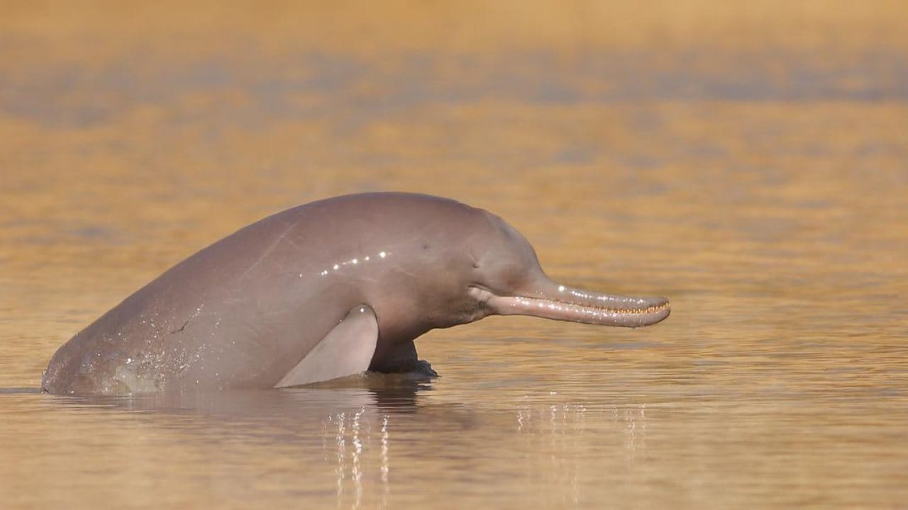 An Indus river dolphin pops it head above dirty waters. The Ganges and Indus River Dolphin species are an important indicator of the health of river ecosystems. Image credit: WWF India