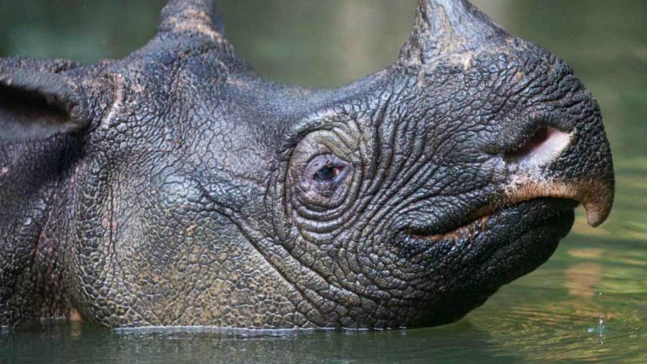 Threat to endangered Javan rhinos comes to light after deadly Indonesian tsunami Threat to endangered Javan rhinos comes to light after deadly Indonesian tsunami