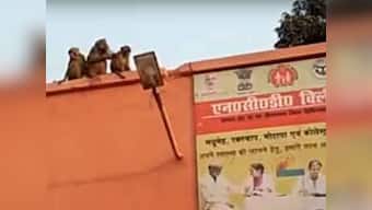Monkey menace adds to the woes of already crippling rural healthcare infrastructure in Bundelkhand