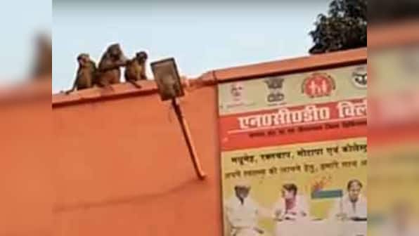 Monkey menace adds to the woes of already crippling rural healthcare infrastructure in Bundelkhand