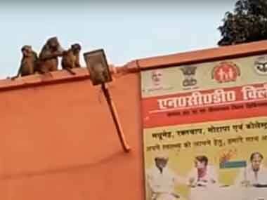Monkey menace adds to the woes of already crippling rural healthcare infrastructure in Bundelkhand