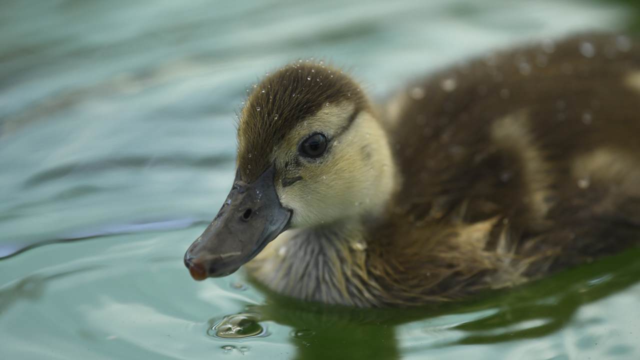 World's rarest birds return to wild a decade after they were thought to be extinct World's rarest birds return to wild a decade after they were thought to be extinct