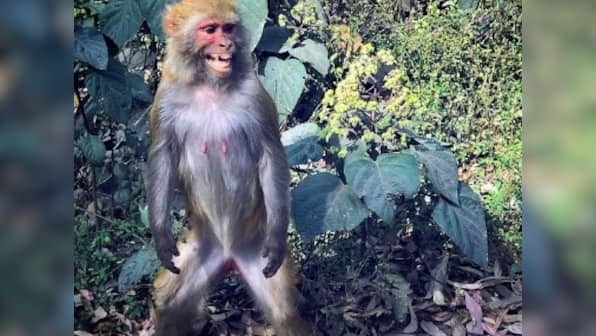 Monkeys kill two people in Agra: Culling, trans-locating or sterilising primates won't end animal-human conflicts
