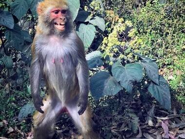 Monkeys kill two people in Agra: Culling, trans-locating or sterilising primates won't end animal-human conflicts