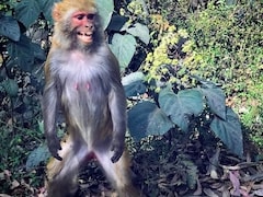 Monkeys kill two people in Agra: Culling, trans-locating or sterilising  primates won't end animal-human conflicts-India News , Firstpost