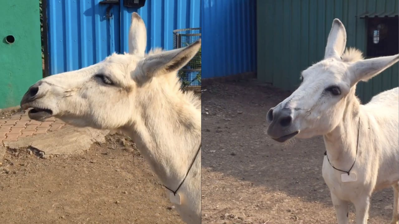 Emily, the singing donkey, goes viral, becomes internet's new favourite pet Emily, the singing donkey, goes viral, becomes internet's new favourite pet
