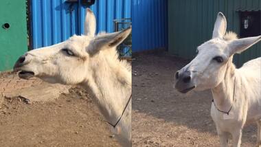 Emily, the singing donkey, goes viral, becomes internet's new favourite pet