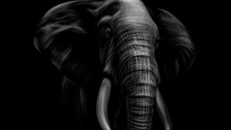 2018 in Wildlife: Gir lions, 'man-eater' Avni, dead elephants echo drumbeats of doom