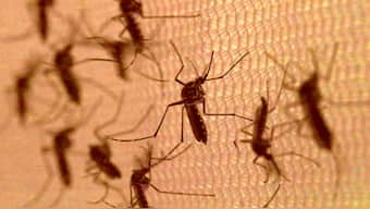 Researchers find a compound that can halt growth of parasite that causes malaria