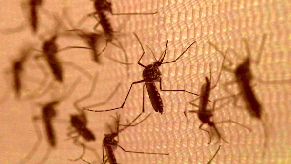 Researchers find a compound that can halt growth of parasite that causes malaria