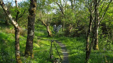 Listening to nature: How sound can help us understand environmental change