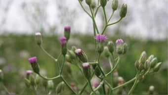 New fast-growing weed spotted in Karnataka, scientists warn farmers countrywide