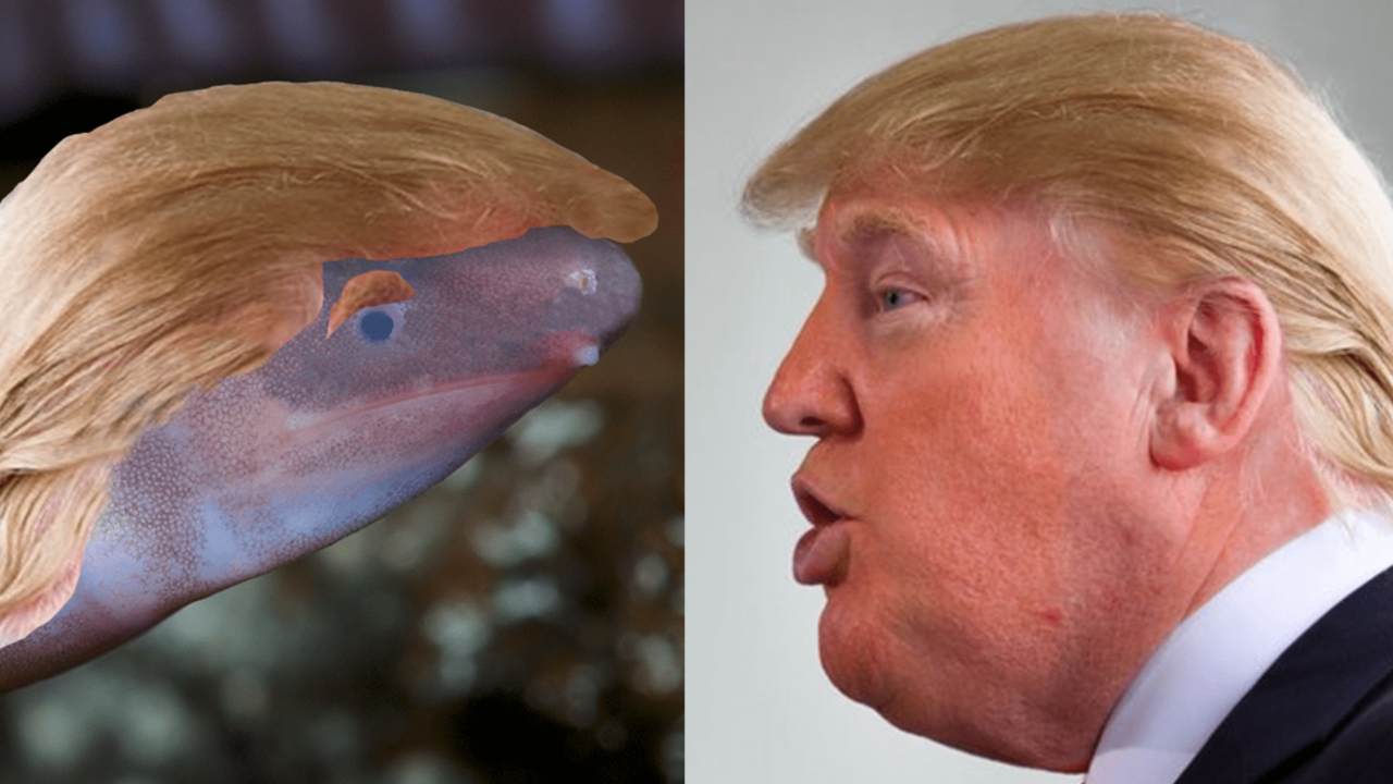 The amphibian tries on Donald Trump’s hair in a digital mock-up. Image courtesy: EnviroBuild