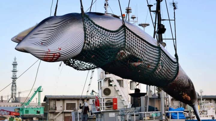 Japan to resume commercial whale hunting, says whale stocks have recovered