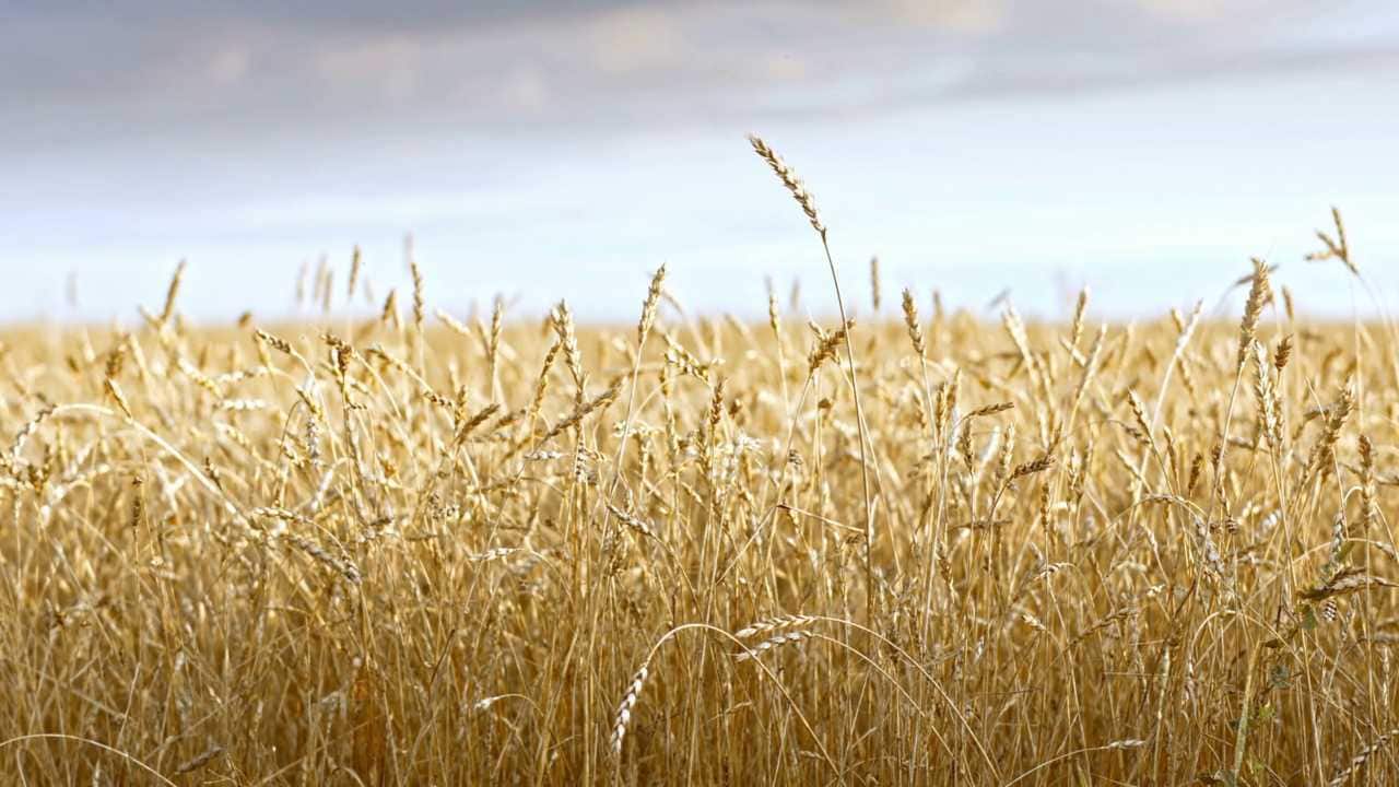 Wheat Field