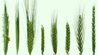 Wheat genome and its many mysteries decoded two decades after the human genome