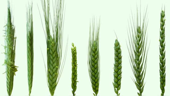 Wheat genome and its many mysteries decoded two decades after the human genome