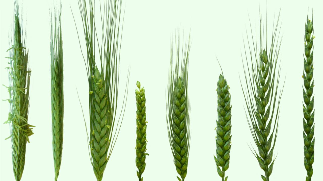Wheat genome and its many mysteries decoded two decades after the human genome Wheat genome and its many mysteries decoded two decades after the human genome