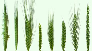 Wheat genome and its many mysteries decoded two decades after the human genome