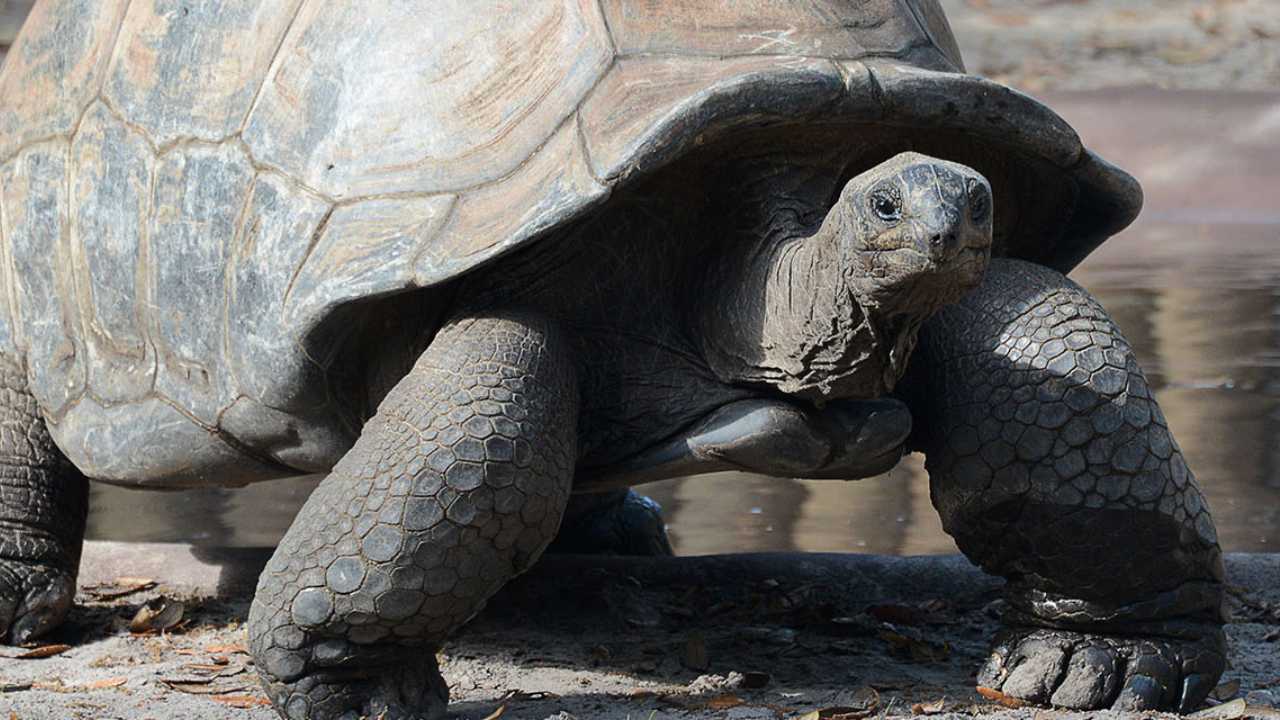 aldabra_giant_tortoise