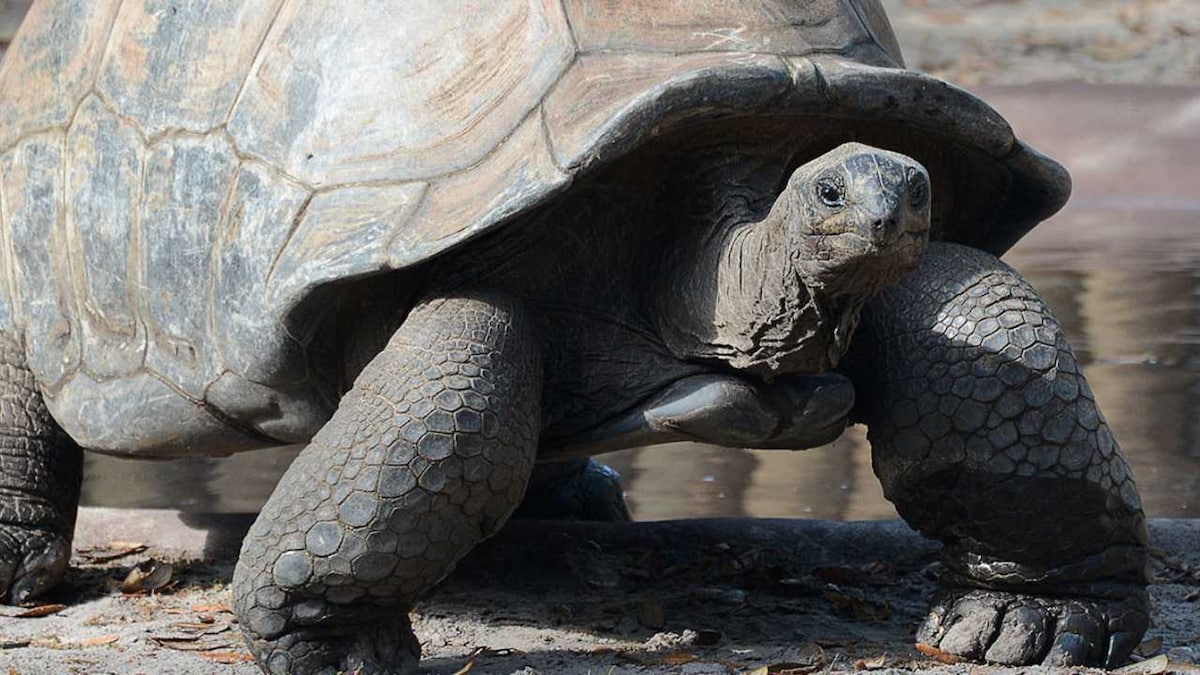 Gene study of the Galapagos giant tortoise hints at secrets to ...