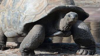 Gene study of the Galapagos giant tortoise hints at secrets to longevity, ageing