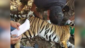 One of tigress Avni's two cubs captured in Anji forest in Maharashtra, to be kept in enclosure in MP's Pench; no word on second cub