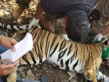 One of tigress Avni's two cubs captured in Anji forest in Maharashtra, to be kept in enclosure in MP's Pench; no word on second cub One of tigress Avni's two cubs captured in Anji forest in Maharashtra, to be kept in enclosure in MP's Pench; no word on second cub