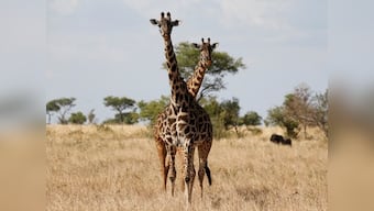 American souvenir-hunters causing 'silent extinction' of giraffes in Africa; it's time US put the animal on 'endangered' list