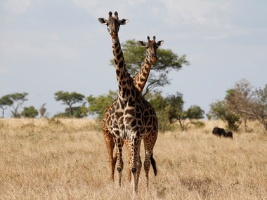 American souvenir-hunters causing 'silent extinction' of giraffes in Africa; it's time US put the animal on 'endangered' list American souvenir-hunters causing 'silent extinction' of giraffes in Africa; it's time US put the animal on 'endangered' list