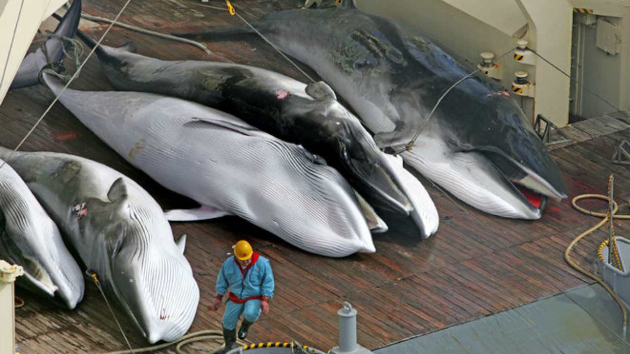 Japan mulling an exit from the IWC in a bid to resume commercial whale hunting Japan mulling an exit from the IWC in a bid to resume commercial whale hunting