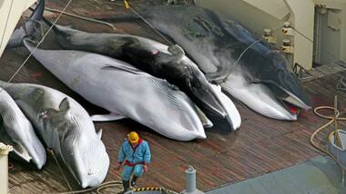 Japan mulling an exit from the IWC in a bid to resume commercial whale hunting