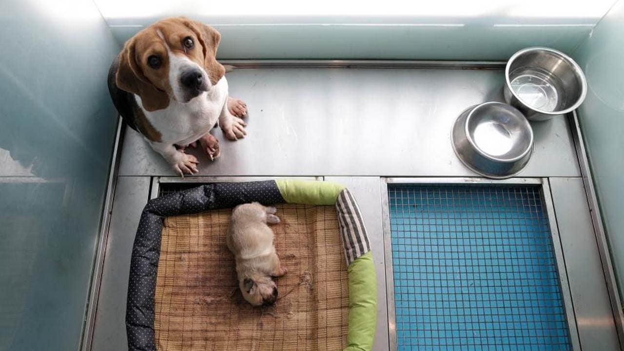 A Beagle with the ID number NTR1917, who is the surrogate mother of the 24 day-old clone of Juice, shares an enclosure with its offspring at the biotech company Sinogene in Beijing, China October 11, 2018. REUTERS/Jason Lee