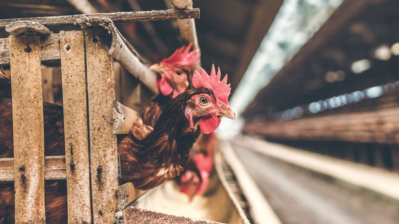 Chicken in a cage at a chicken farm. Image: Unsplash