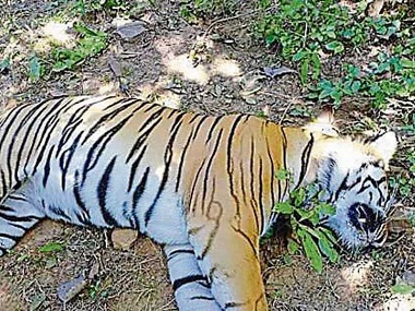 Maharashtra tiger deaths: Male tiger found dead in Melghat reserve, taking toll of big cats to four in one week Maharashtra tiger deaths: Male tiger found dead in Melghat reserve, taking toll of big cats to four in one week