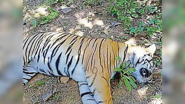 Maharashtra tiger deaths: Male tiger found dead in Melghat reserve, taking toll of big cats to four in one week