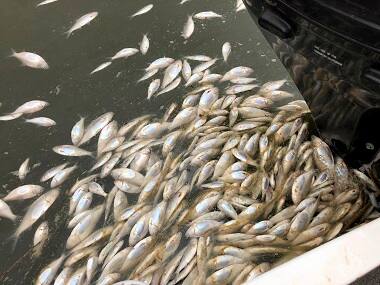 Dead fish carpet the waters of Australia’s Darling river; more mass deaths likely to occur, authorities warn