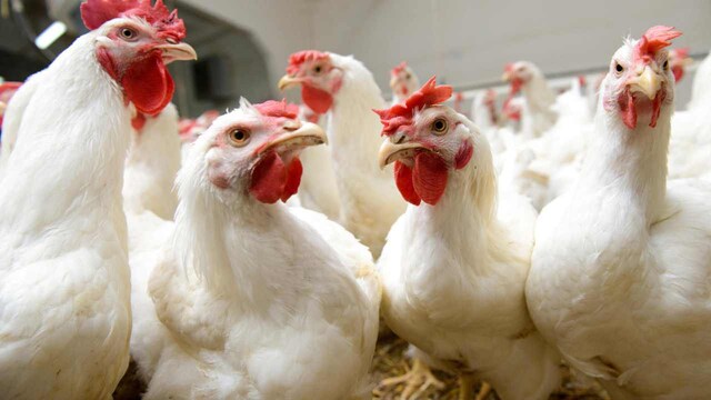 Scientists make gene-edited chickens in bid to halt next pandemic