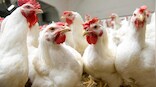 Why demand for raise-at-home chickens is surging in the US