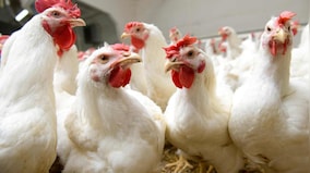 Why demand for raise-at-home chickens is surging in the US