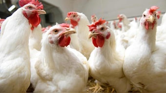 Why demand for raise-at-home chickens is surging in the US